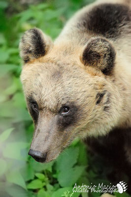 Orso marsicano