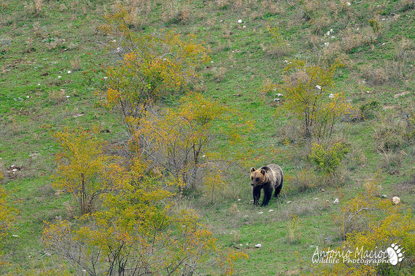 Orso marsicano