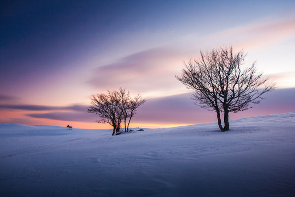 Les deux arbres et le Buron