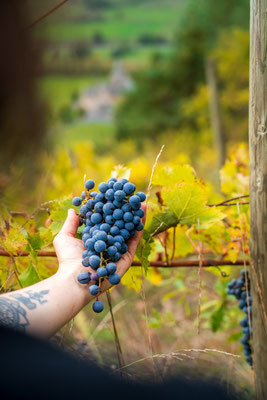 La vigne en Aveyron