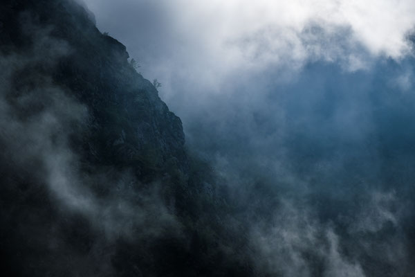 The trees in the clouds