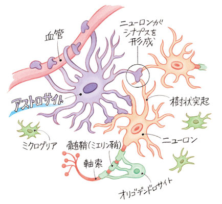 脳細胞のイメージ図