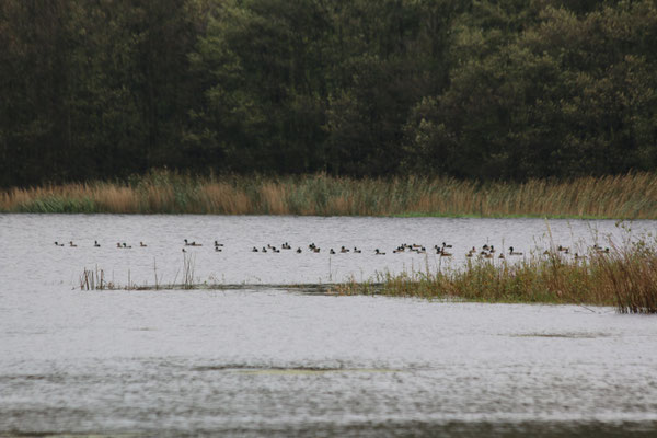 Die Enten sind los