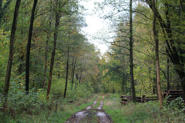 Herbstwald