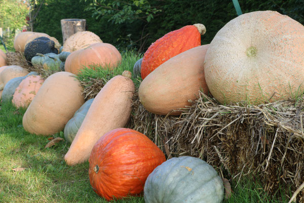 Kürbisse bunt