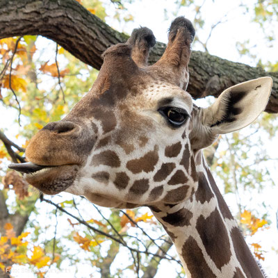 Giraffe im Zoo Berlin. Canon EOS 90D mit EF-S 55-250mm. (Foto: Stefan Baumgarth)