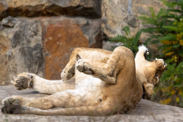 Afrikanische Löwin im Zoo Berlin. Canon EOS 90D mit EF-S 55-250mm. (Foto: Stefan Baumgarth)