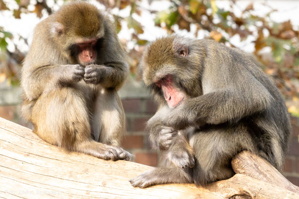 Paviane im Zoo Berlin. Canon EOS 90D mit EF-S 55-250mm. (Foto: Stefan Baumgarth)