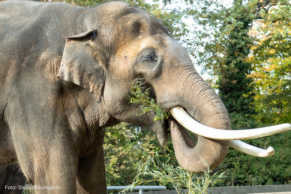 Elefant im Zoo Berlin. Canon EOS 90D mit EF-S 17-55mm. (Foto: Stefan Baumgarth)