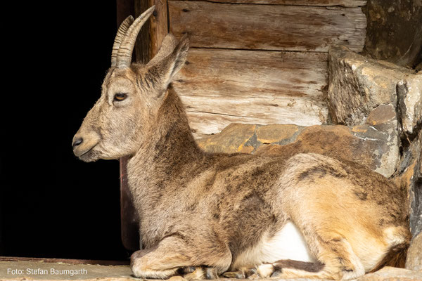 Steinbock im Zoo Berlin. Canon EOS 90D mit EF-S 55-250mm. (Foto: Stefan Baumgarth)