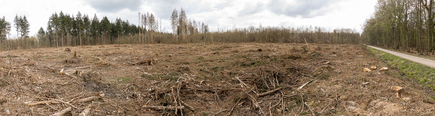 2 ha-Kahlschlag direkt gegenüber der Naturwaldparzelle (nicht dem EU-Projekt zuzuordnen). Das "Steppenklima" kann sich auch negativ auf den Naturwald auswirken.