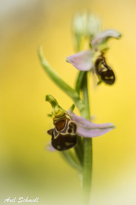 Bienenragwurz (Ophrys apifera)