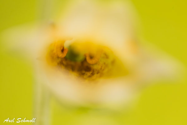 Das Innere der Tüte: Großblütiger Fingerhut (Digitalis grandiflora)