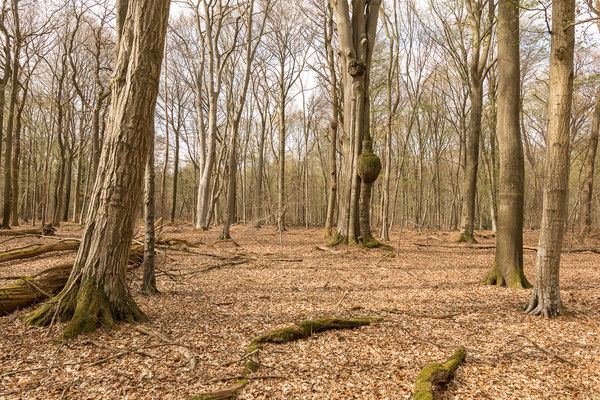 Naturwaldparzelle (Größe ca. 20 ha) am Jägerkreuz.
