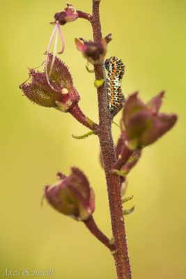 Jungraupe des Schwalbenschwanzes (Papilio machaon) an Fruchtständen des Diptam