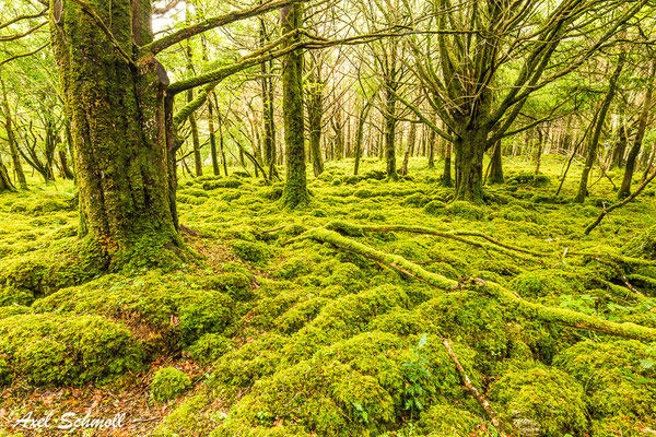Irland - Reenadinna Wood