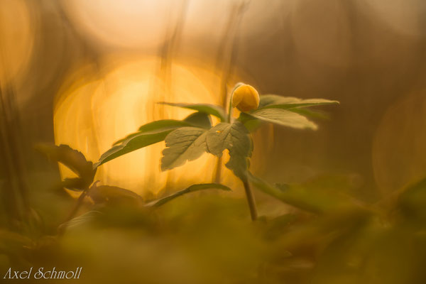 Gelbes Windröschen (Anemone ranuncoloides)