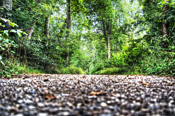 Forest Way Dietikon 2012. LOW DYNAMIC RANGE ScooPhotography ©