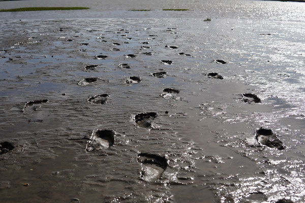 Im Mischwatt bleiben die Fußspuren gut sichtbar, bis die Flut kommt.