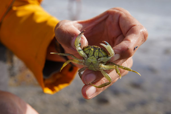 Strandkrabben sind angriffslustig.