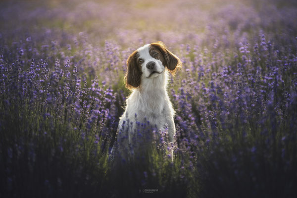 Ava von Corgigraphy 06/25