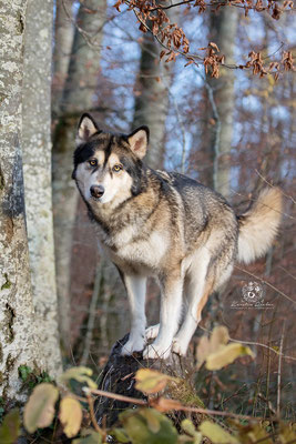 Hundefotografie Bodensee