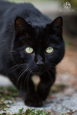 Katzenfotografie Schwarzwald