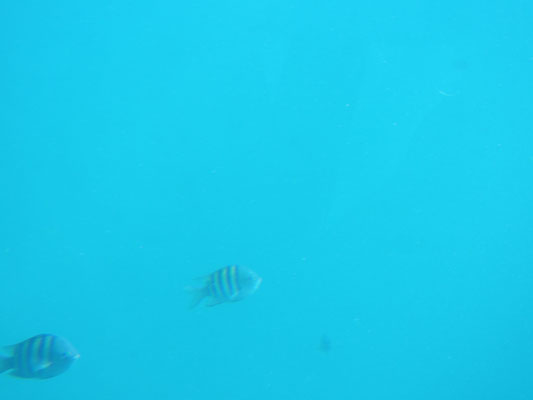 Fische im Gewässer Arubas