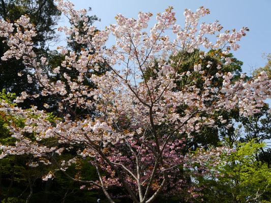 sakura auf Honshū