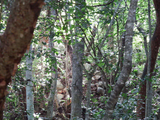 überall im Dickicht sind noch nicht freigelegte Bau-Schätze der Maya, Chichén Itzá, Yucatán - Mexiko