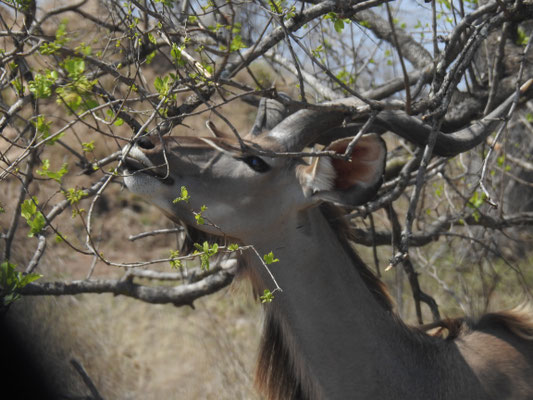 Kudu-Antilope, männlich