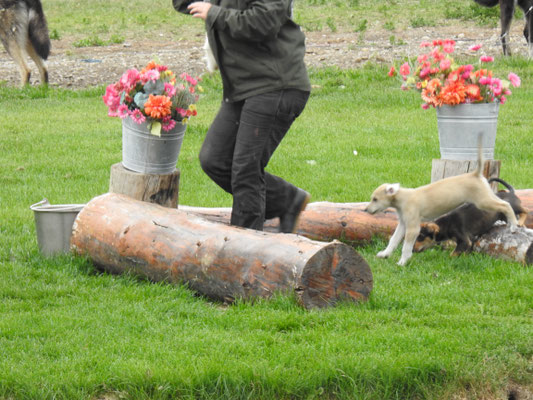 Der Husky-Nachwuchs wird trainiert.