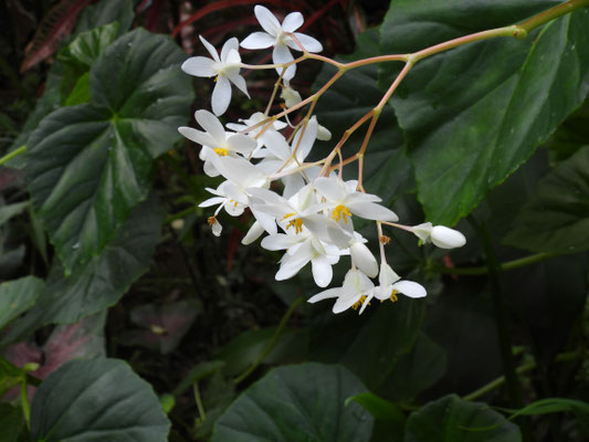 Pflanzen und Früchte im Regenwald