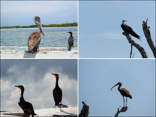 Wasservogelidylle -  Riviera Maya - Yucatán, Mexiko