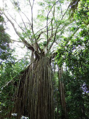 sogenannter Curtain Fig Tree - eine Würgefeige, die den Baum darunter absterben lässt