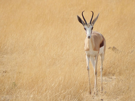 Impala-Antilope