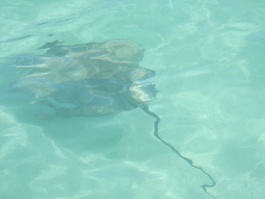 Stingray (Stachelrochen) gesichtet!