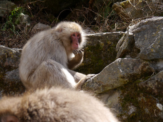 Japanmakaken (Schneeaffen) im Jigokudani Monkey Park bei den heißen Quellen von Yamanouchi, Nagano