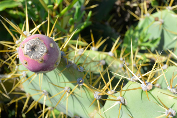 Kaktusblüte