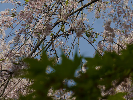 sakura auf Honshū