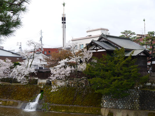 sakura auf Honshū