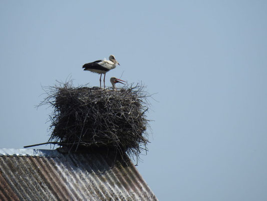 Ja, ja, ja , ja, ja! Ein Storch! Ein Storch! Sogar Nachwuchs!