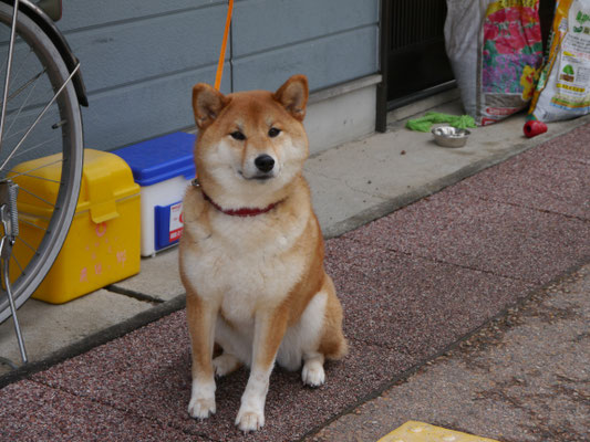 ein waschechter Akita