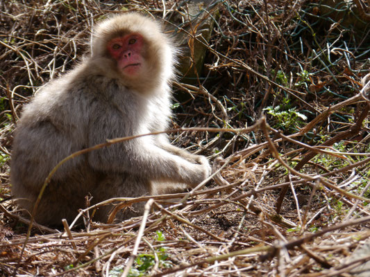 Japanmakaken (Schneeaffen) im Jigokudani Monkey Park bei den heißen Quellen von Yamanouchi, Nagano