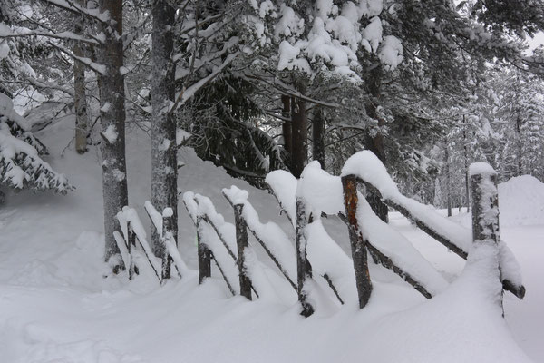 Schneelandschaft in Lappland