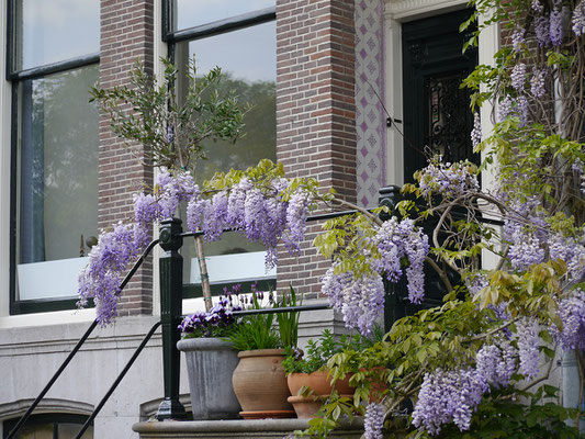 Wir (Kasimir, Cäsar und Fredi) sichten in Amsterdam typisch Niederländisches: Blumen vor Hauseingang