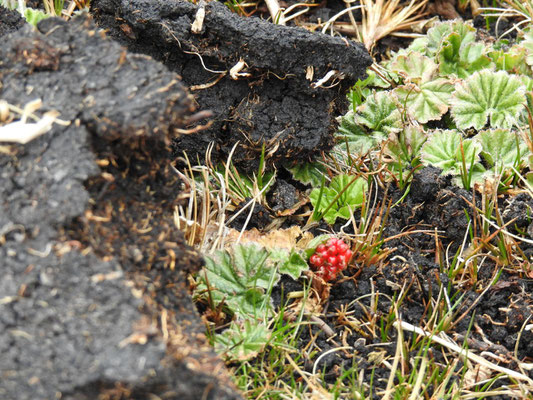 Beerenfruchtidylle im Torf