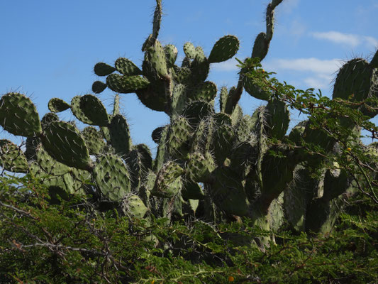 Kakteenlandschaft auf Aruba