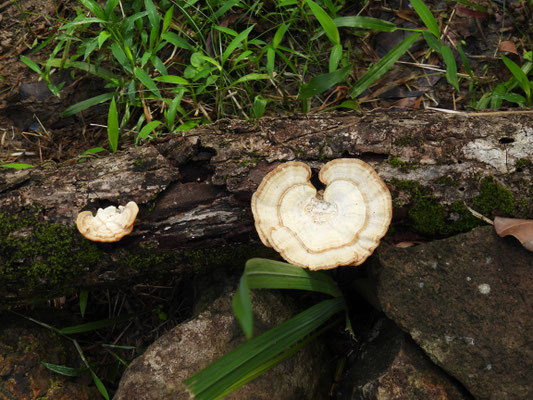 Pilze gibt es auch im Regenwald