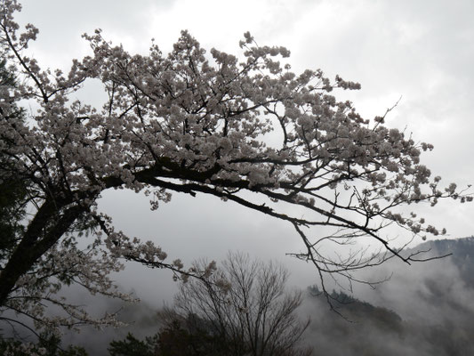 Shirakawagō - auch hier ist Kirschblüte